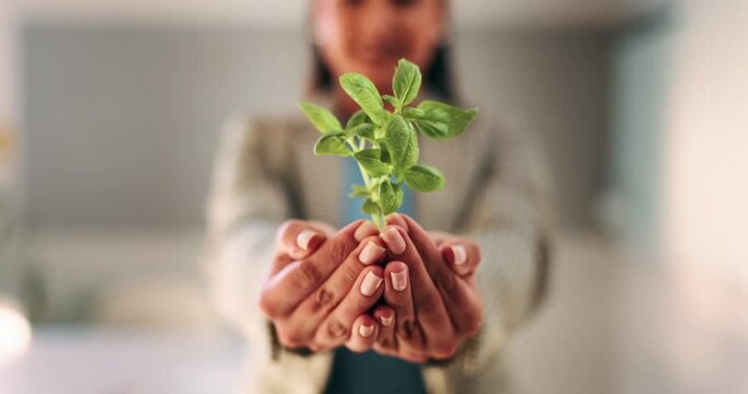 Plant, hands and business person with eco friendly proposal, company growth or green offer in office. Employee, nurture and productivity boost with sapling for environment, wellness or sustainability