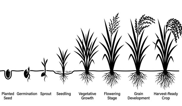 Rice plant life cycle silhouette vector Oryza sativa growth stages