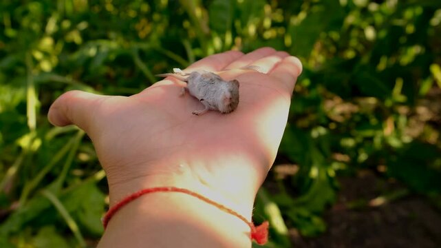 A dead mouse with a pancake nose. Selective focus.