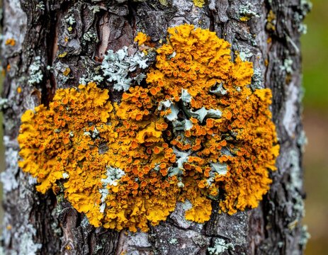 Vibrant orange and yellow growths of lichen abundantly cover the rough textured bark of a large tree in a natural forest environment showcasing nature's unique patterns
