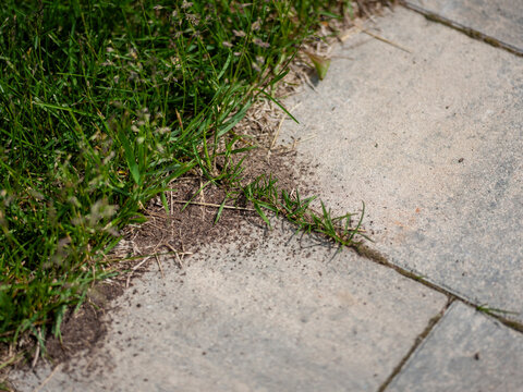 tiled floor damaged with ants