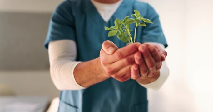 Nurse, hands and plant in hospital with sustainability, medical responsibility and growth for career. Person, healthcare worker and seedling for wellness, support and accountability for patient care.