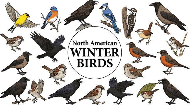 North American winter birds chart featuring flat design wildlife collection with central circular framing text