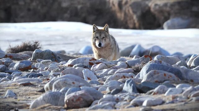 Majestic wild gray wolf prowling forward on a rugged rocky terrain with snow patches in its natural environment.