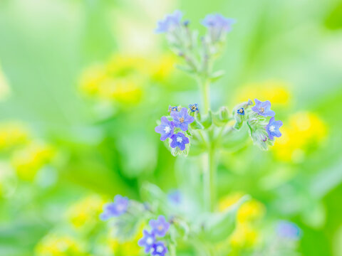 初夏の花壇を彩るアンチューサ（アルカネット）のある風景。自然風景素材