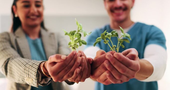 Plant, hands and healthcare with eco friendly proposal, environmental footprint or horticulture therapy. Medical staff, investor or people with sapling for environment, care or sustainable hospital