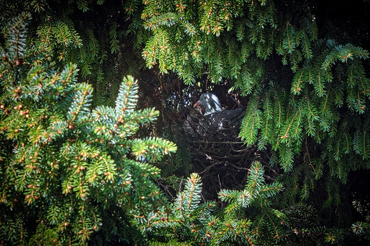 Ringeltaube ( Columba palumbus ) im Nest.