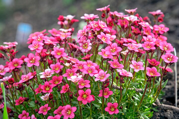 Obraz premium Moos-Steinbrech ( Saxifraga arendsii ).