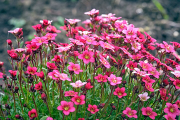 Obraz premium Moos-Steinbrech ( Saxifraga arendsii ).