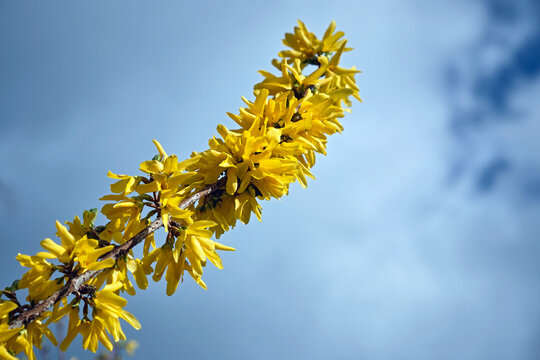 Bl&uuml;hende Garten-Forsythie ( Forsythia x intermedia ).