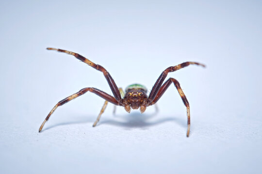 Dreieck-Krabbenspinne ( Ebrechtella tricuspidata ).