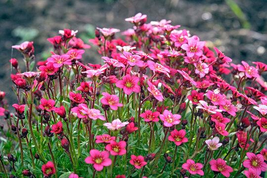 Moos-Steinbrech ( Saxifraga arendsii ).
