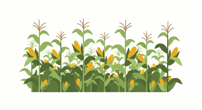 A stylized illustration of a bountiful cornfield with ripe yellow ears of corn
