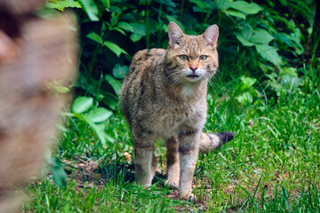 Europäische Wildkatze oder Waldkatze ( Felis silvestris ). © Michael