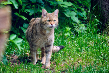 Europäische Wildkatze oder Waldkatze ( Felis silvestris ). © Michael