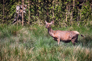 Rotwild ( Cervus elaphus ). © Michael