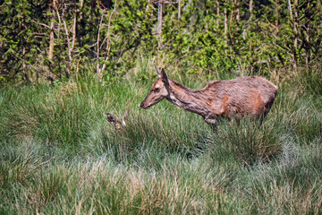 Rotwild ( Cervus elaphus ). © Michael