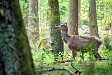 Rotwild ( Cervus elaphus ). © Michael