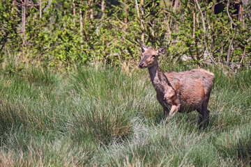 Rotwild ( Cervus elaphus ). © Michael