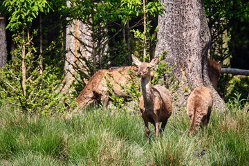 Rotwild ( Cervus elaphus ). © Michael