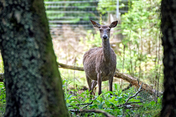 Rotwild ( Cervus elaphus ). © Michael