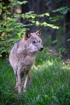 Europ&auml;ischer Wolf ( Canis lupus ).