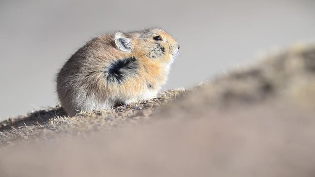 Close-up of a cute wild pika foraging on dry earthy ground in its natural habitat with blurred background.