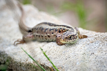 Fototapeta premium Zauneidechse ( Lacerta agilis ).