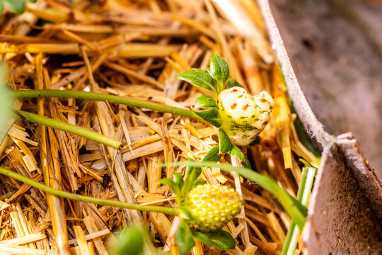 Fragaria &times; ananassa pertenece a la familia Rosaceae.