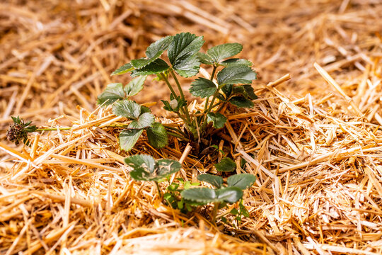 Fragaria &times; ananassa pertenece a la familia Rosaceae.
