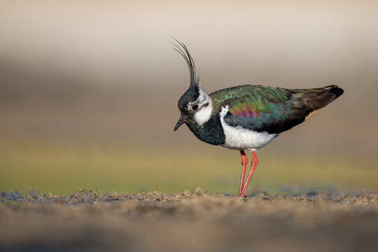 Northern lapwing in breeding plumage