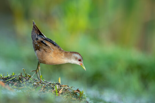 Baillon's crake in natural habitat