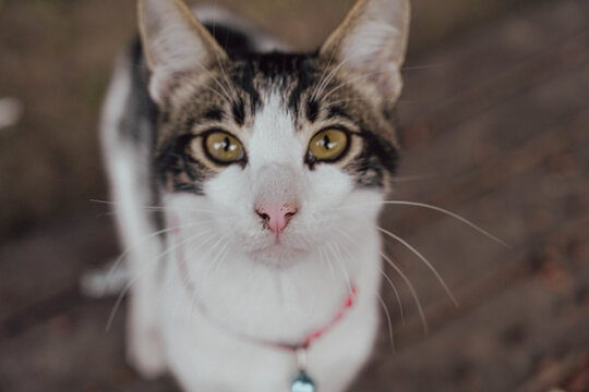 Close-up portrait of a cute local domestic cat looking at the camera in Turkey.