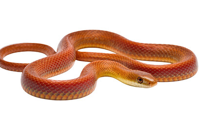 Naklejka premium Orange snake with patterned scales coiled on white