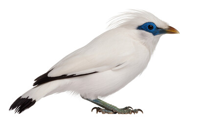 Fototapeta premium White Bali Myna bird with bright blue eye rings and black tail feathers