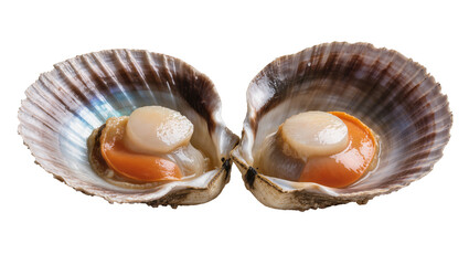 Two fresh scallops in shells, raw seafood delicacy © Maria