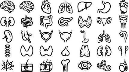 Medical Anatomy Line Art Icons: Human Organs and Body Parts, Black and White Vector Illustrations © victoria