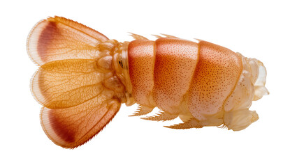 Crawfish tail with segmented body and fan-shaped tail fins © Maria