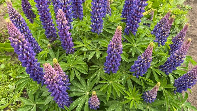 Lupine flowers blooming on green bush with water drops. Horizontal view showing purple and violet lupine flower spikes growing in wild garden. Green leaves covered in fresh dew drops. 