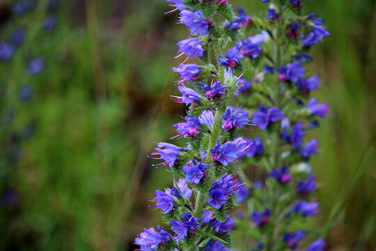 Close-up on flower called viper's bugloss or blueweed (Echium vulgare) native to Europe and temperate Asia and cultivated as an ornamental plant (Baden, Germany)