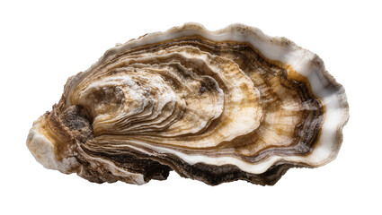 Rough textured oyster shell with layered brown and white patterns © Maria