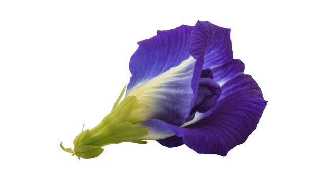 Purple butterfly pea flower with green stem