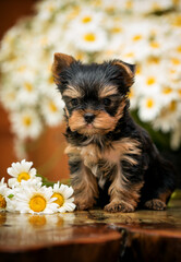 Yorkshire Terrier puppy sitting near fresh white chamomile flowers