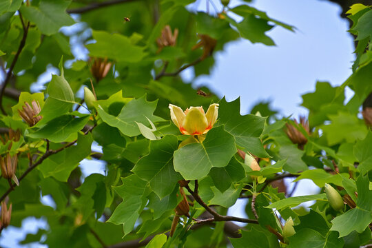 ユリノキの花