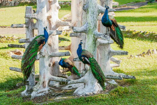 Peacocks gathering around artificial perch outdoors