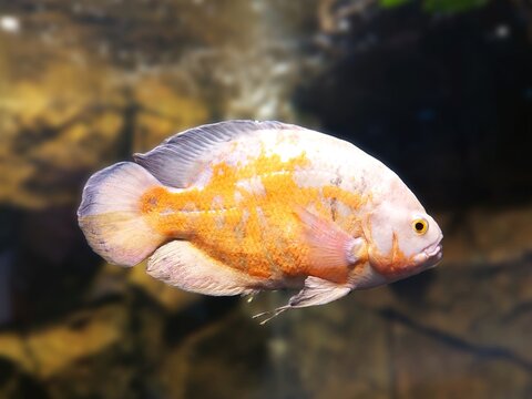 Oscar fish (Astronotus ocellatus) in the aquarium