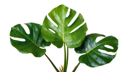 Monstera Deliciosa leaves with fenestrations © Maria
