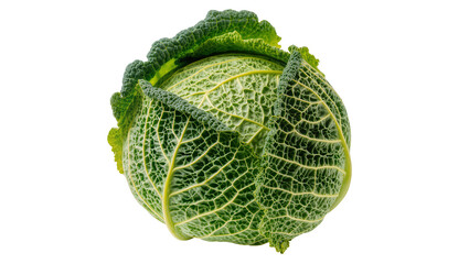 Fototapeta premium Savoy cabbage with textured green leaves