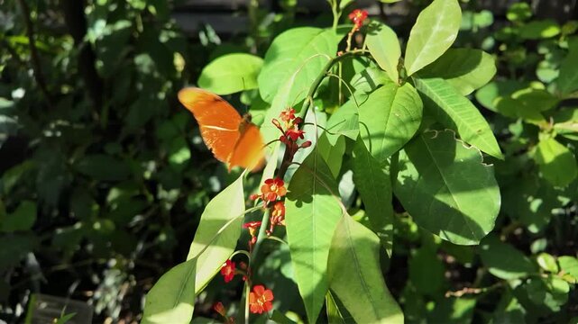 Close up of an orange julia heliconian butterfly moving beside a flower in slow motion