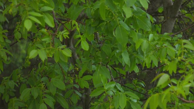Close-up view of lush green walnut tree leaves growing on branches during spring season.
